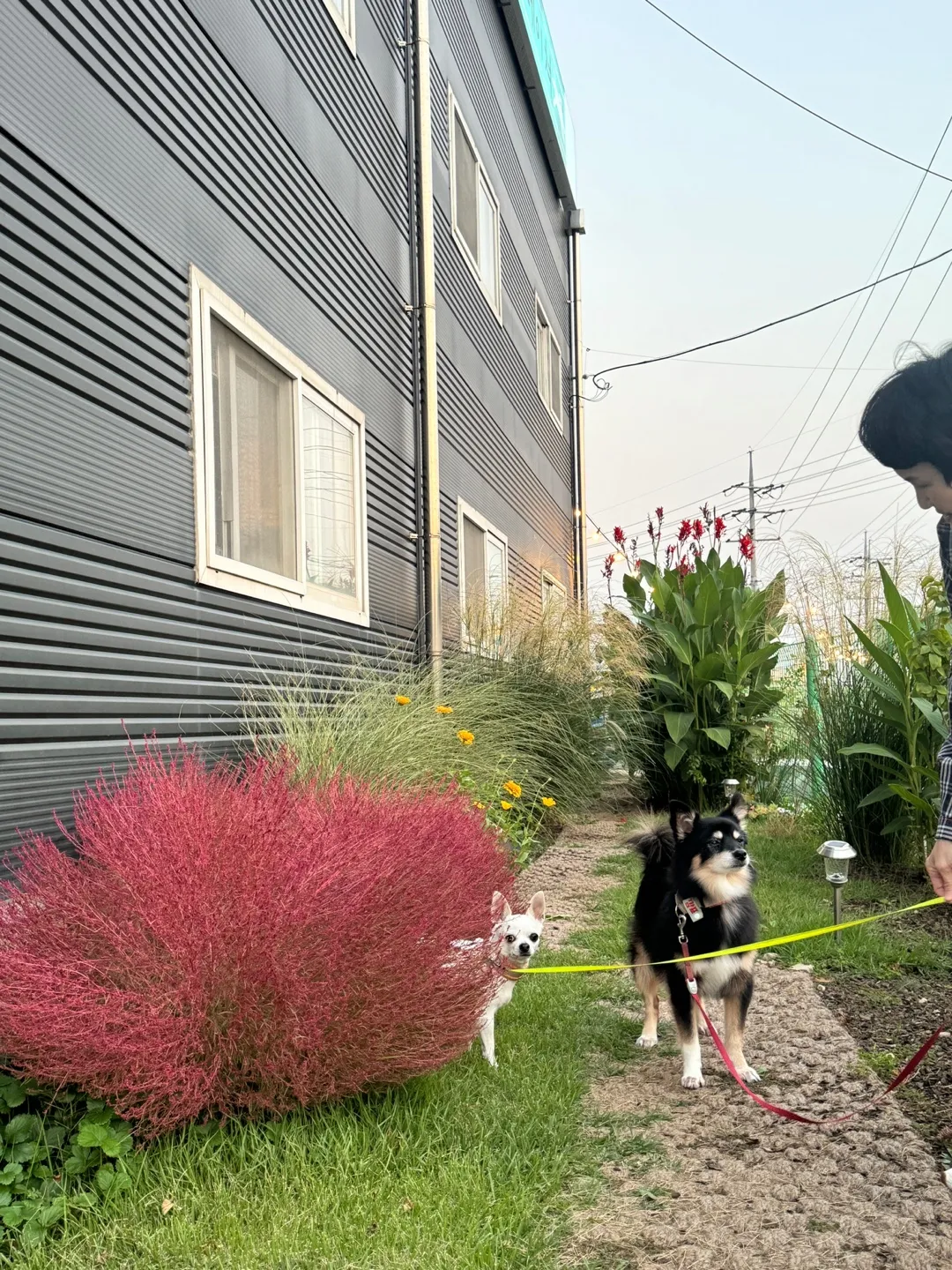 상)경기도 화성시 애견카페 고고네이쳐